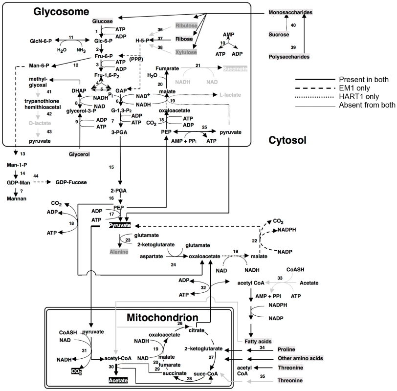 Core metabolism pathways in <i>Phytomonas</i> EM1 and HART1, as compared to that of <i>Leishmania major</i>.