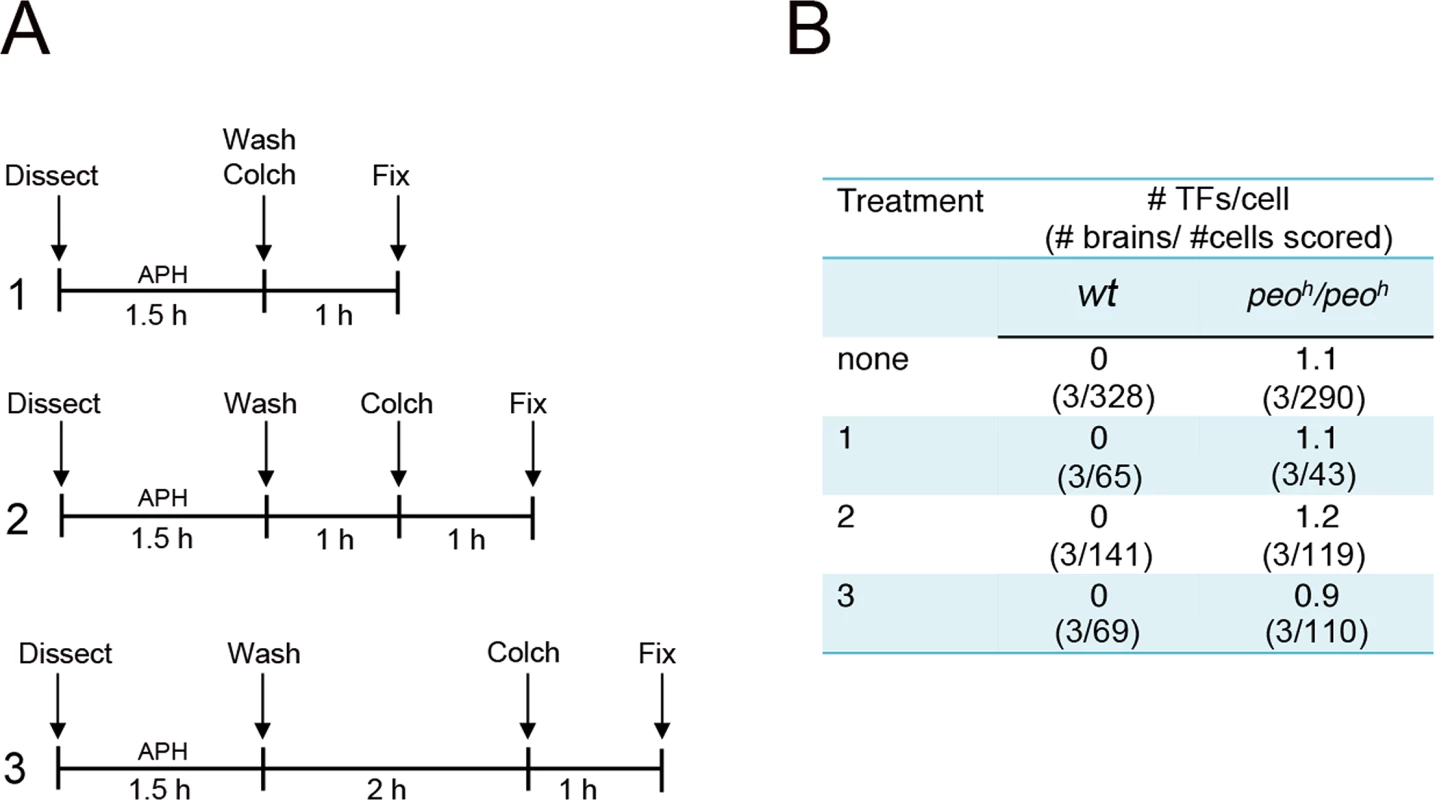 Aphidicolin (APH) does not induce TFs in <i>Drosophila</i> brain cells.