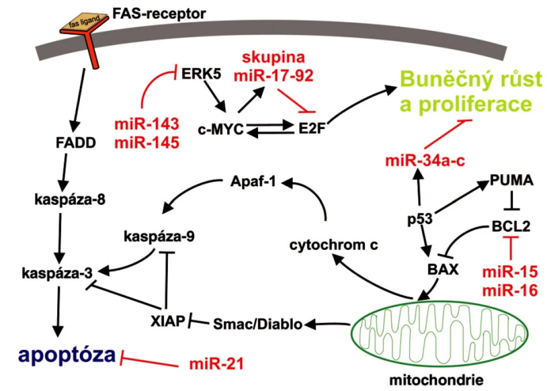 Zapojení vybraných miRNA do typických signálních apoptotických drah
Apoptóza může být aktivována dvěmi hlavními cestami: 
1) přes receptory smrti, neboli apoptóza vyvolaná tzv. vnějšími signály, kdy je nejdříve aktivována kaspáza-8 a následuje postupná
aktivace dalších kaspáz, které provedou proteolýzu buněčných struktur. V těchto drahách hraje důležitou roli jako negativní regulátor miR-21; 
2) apoptóza vyvolaná vnitřními signály, neboli mitochondiální cesta, kdy v buňce vznikají pomocí mitochondiálních faktorů, cytochromu-c, kaspáz a ATP tzv. apoptozómy, které se agregují v cytosolu a jsou postupně proteolyticky rozloženy kaspázami. Zde se uplatňují především miR-15, miR-16 a rodina miR-34a až c.