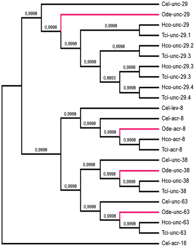Maximum likelihood tree showing relationships of acetylcholine receptor (nAChR) subunit cDNA sequences in <i>Oesophagostomum dentatum</i> (Ode, highlighted in red), <i>Caenorhabditis elegans</i> (Cel), <i>Haemonchus contortus</i> (Hco) and <i>Teladorsagia circumcincta</i> (Tci).