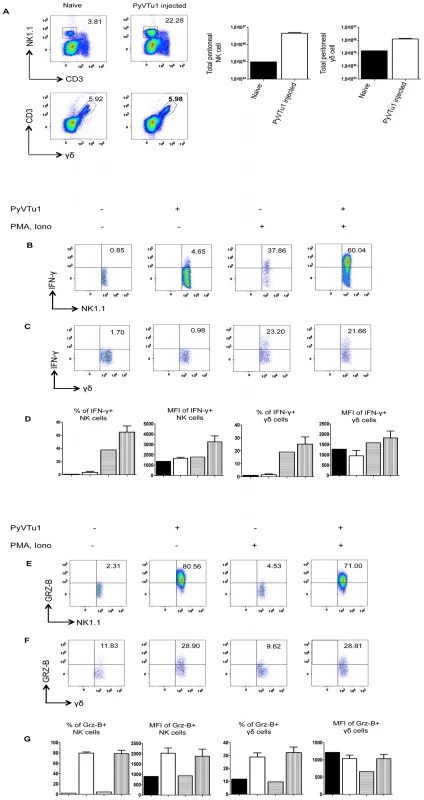 Activation of NK cells and γδ T cells in vivo by i.p. injection of PyVTu cells.