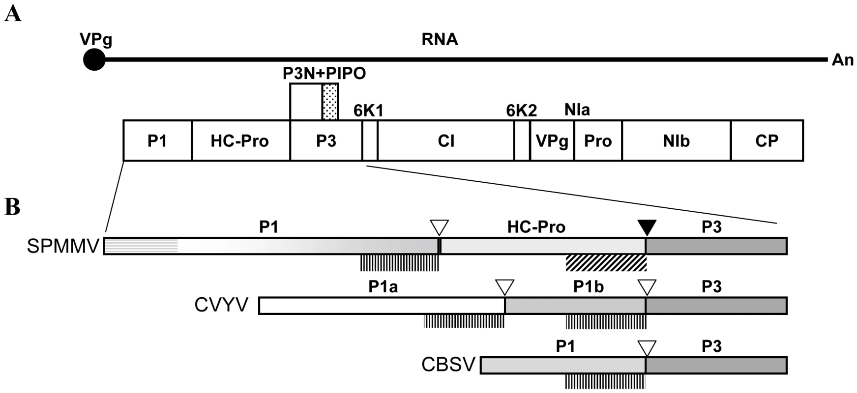 Genome structure of SPMMV ipomovirus and sequence peculiarities of the N-terminal part of its polyprotein which includes the P1 protein.