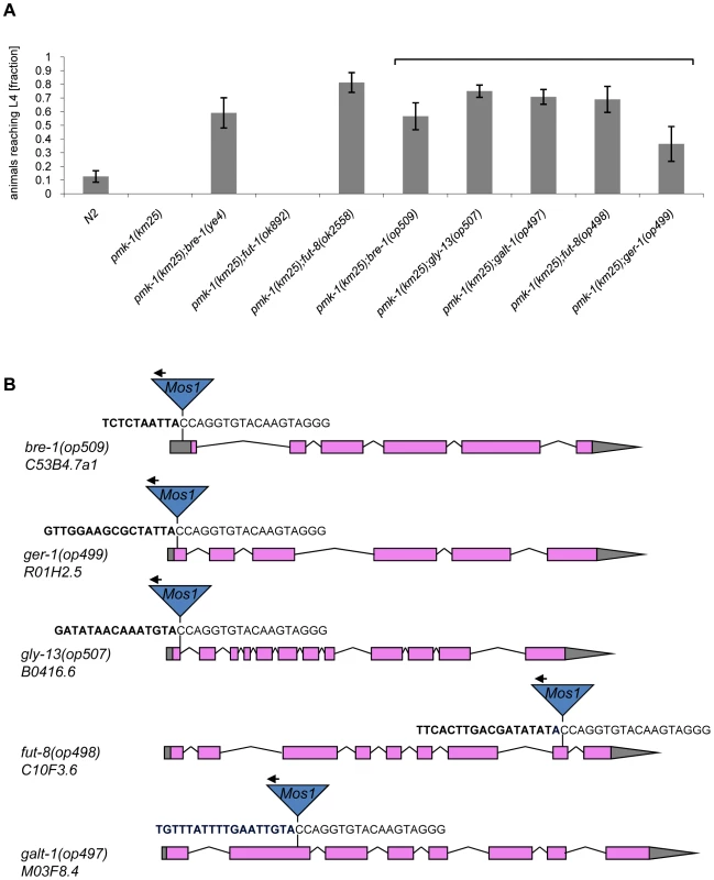 Results of the forward genetic screen for CGL2-resistant <i>C. elegans</i> mutants.