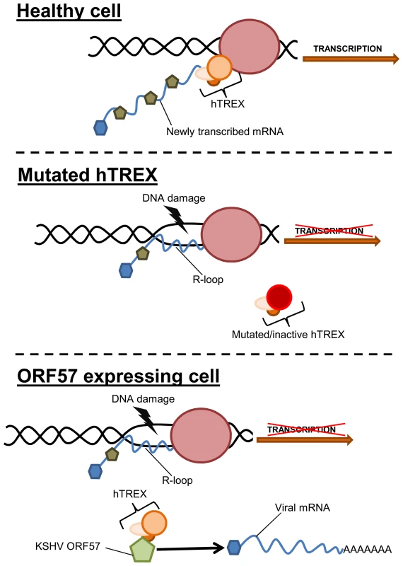 Model of how sequestration of hTREX by ORF57 leads to R-loops and genome instability.