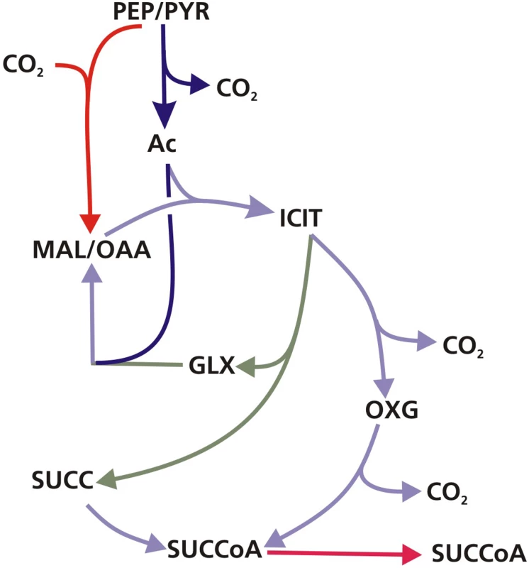 The GAS pathway.