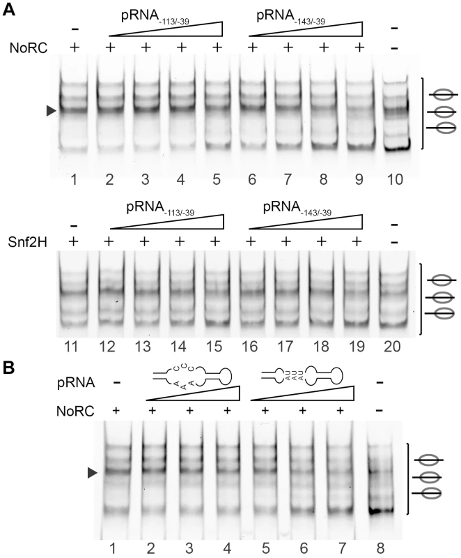 pRNA inhibits the activity of NoRC.