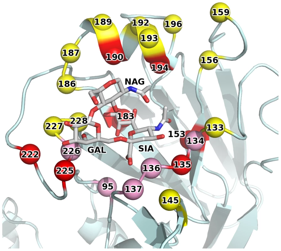 1F1 epitope overlaps the receptor binding site.