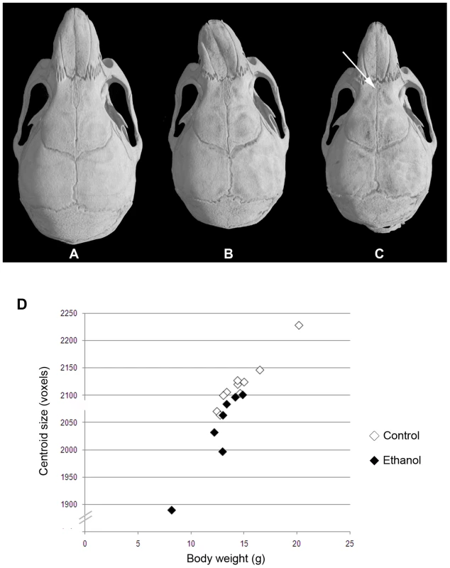 Variable midfacial dysmorphism and microcephaly in <i>a/a</i> offspring of mothers that consumed ethanol during gestation.