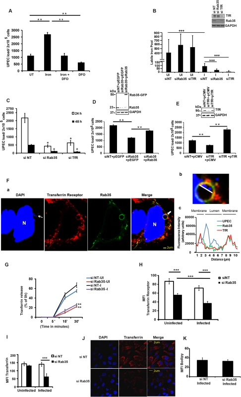 Iron acquisition <i>via</i> Rab35/transferrin receptor 1 pathway is critical for the intracellular survival of UPEC within BEC.
