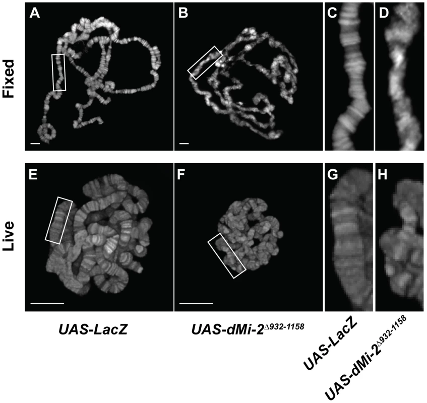 The loss of dMi-2 function alters chromosome structure.