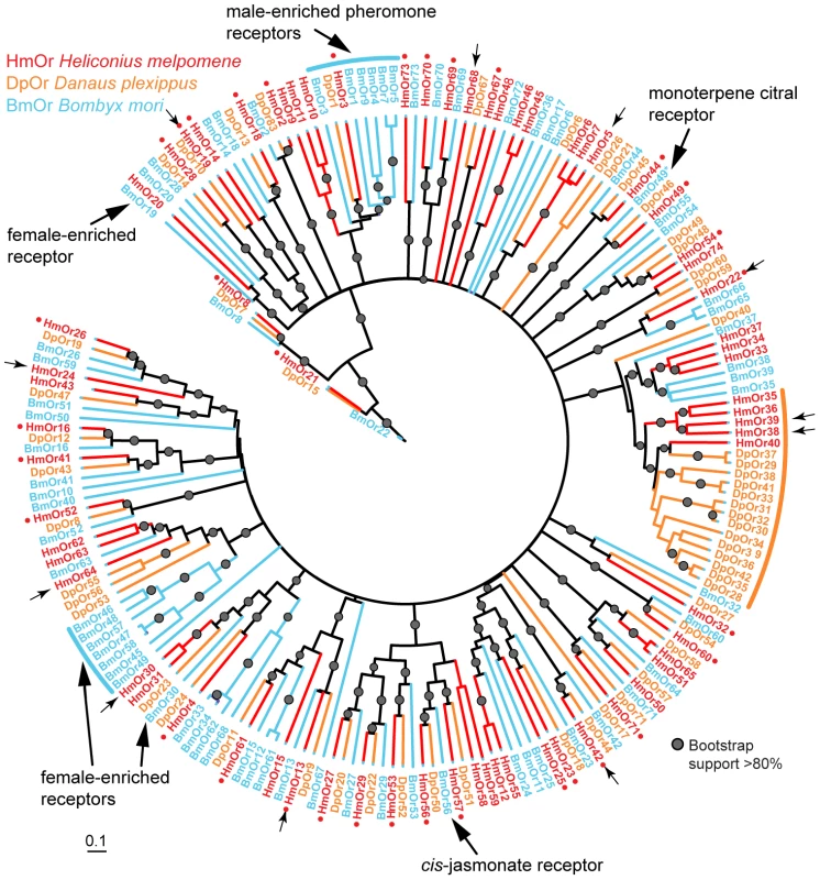Phylogeny of the Ors identified in three lepidopteran genomes.