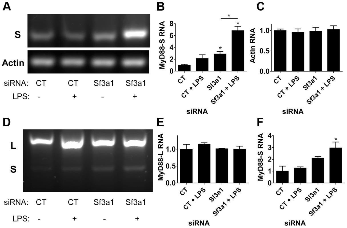 RT-PCR assay demonstrates that inhibition of SF3A1 enhances production of MyD88<sub>S</sub> mRNA.