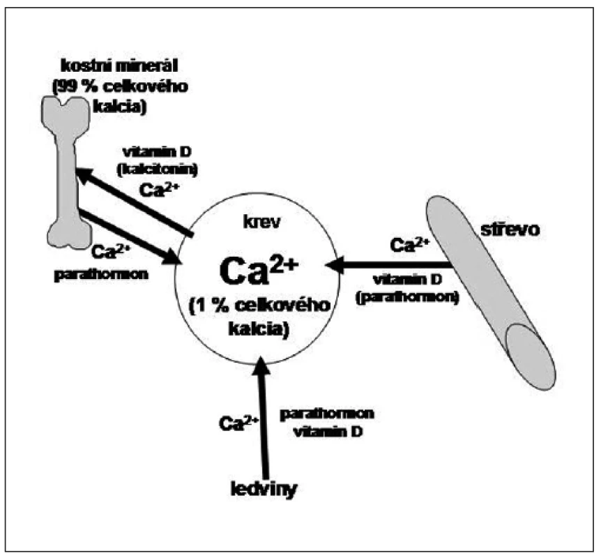 Základní schéma regulace kalcemie. Hlavními cílovými orgány pro hospodaření s kalciem jsou střevo, ledviny a kost. Kost je zásobárnou tělesného kalcia. Vitamin D a parathormon působí v ledvinách synergisticky – posilují reabsorpci kalcia. Parathormon navíc stimuluje exkreci fosforu. Dalším důležitým orgánem v regulaci Ca/P metabolismu je střevo. Vitamin D stimuluje aktivní transport obou těchto iontů přes střevní stěnu, parathormon působí na střevo sekundárně stimulací produkce kalcitriolu. V kosti působí parathormon a vitamin D částečně proti sobě. Hlavním cílem působení vitaminu D je zajistit pro organismus maximální zásoby kalcia a uložit je do kostí, účastní se tedy novotvorby kosti. Cílem působení parathormonu je udržet kalcemii v normálním rozmezí a tím zprostředkovat dostupnost kalcia pro všechny tkáně. V kosti tedy stimuluje kostní resorpci. Kalcitonin má účinky slabé, má hypokalcemizující účinek a vyrovnává oscilace kalcemie.