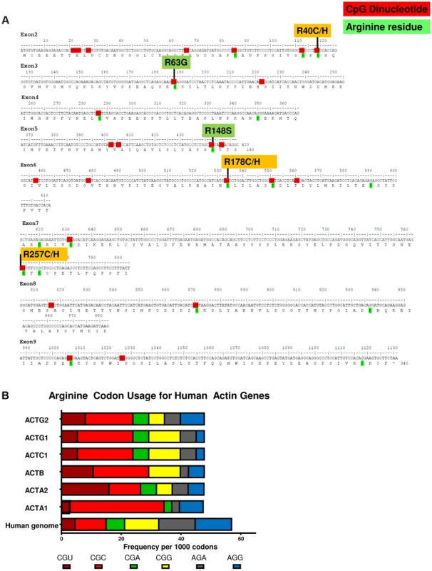 CpG dinucleotides within arginine codons are targets of <i>de novo</i> events in MMIHS.