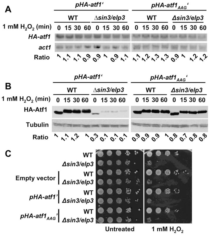 Expression of a synthetic AAA-to-AAG <i>atf1</i> gene rendered wild-type Atf1 protein levels in Elongator mutants.