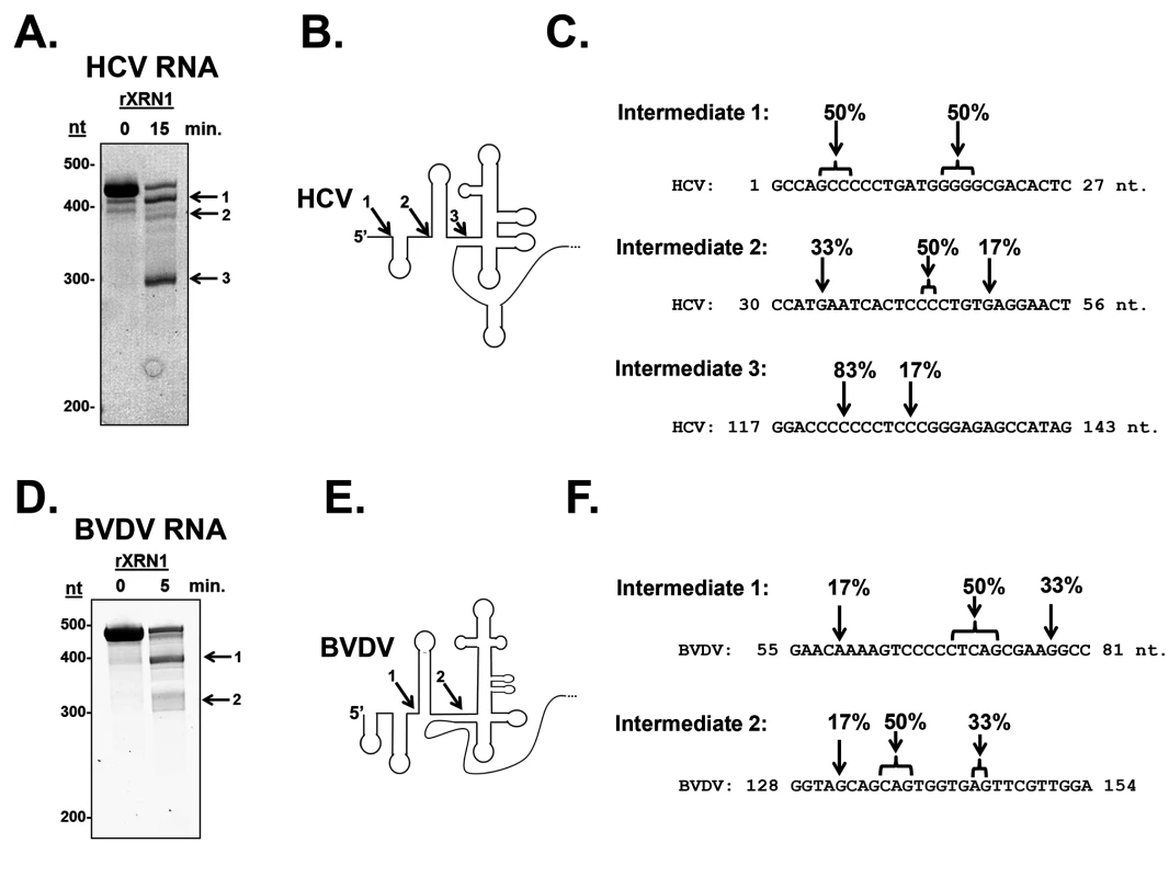 Determination of the 5’ ends of the HCV and BVDV 5’ UTR XRN1-mediated decay intermediates.