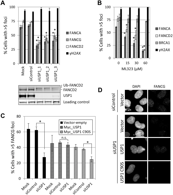 USP1 is required for FA core complex foci formation.