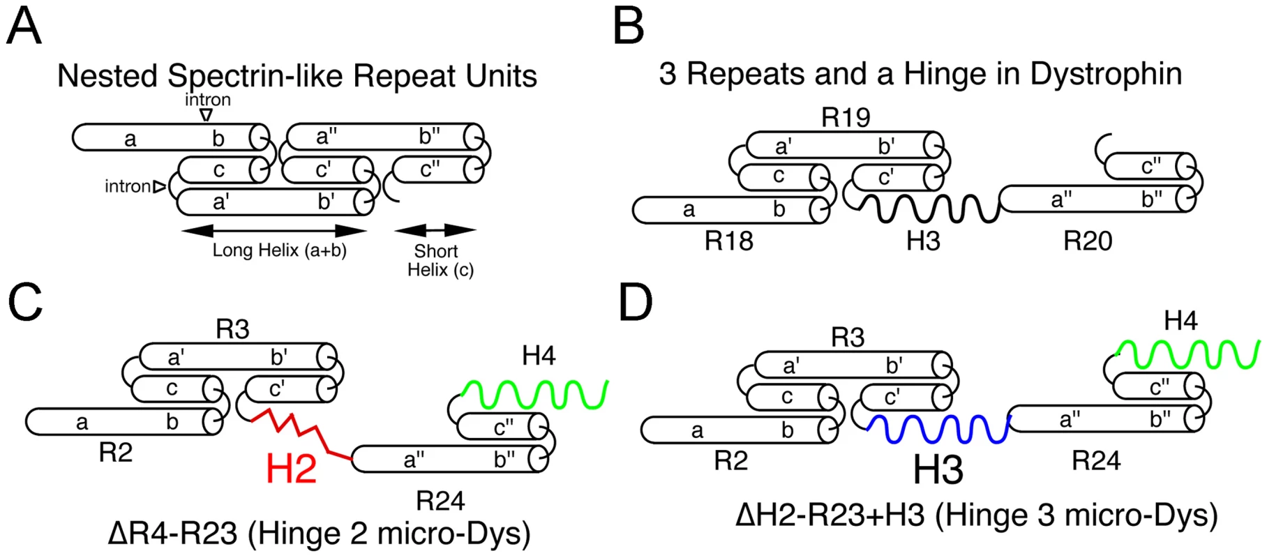 Predicted nested structure of specific dystrophin spectrin-like repeats relevant to microdystrophins and how they interact with hinge domains.