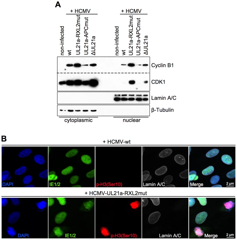 Disruption of pUL21a-Cyclin A2 interaction facilitates nuclear translocation of Cyclin B1-CDK1 and nuclear envelope breakdown in HCMV-infected cells.