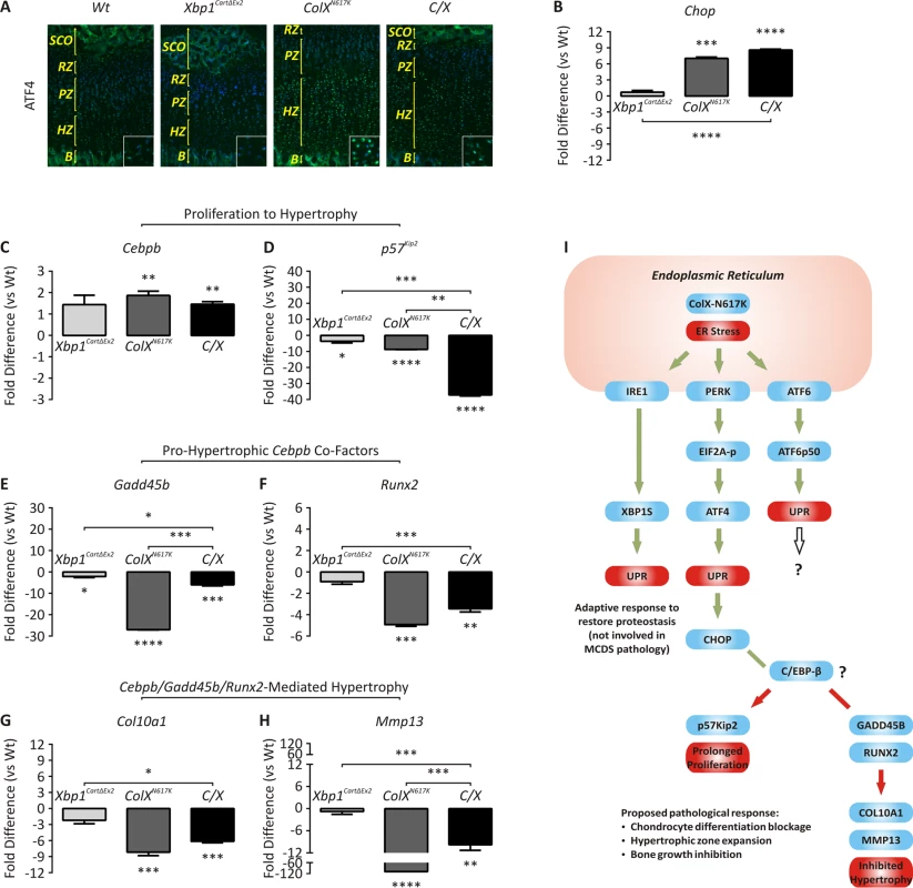 Dysregulated expression of genes involved in ER stress and chondrocyte differentiation.