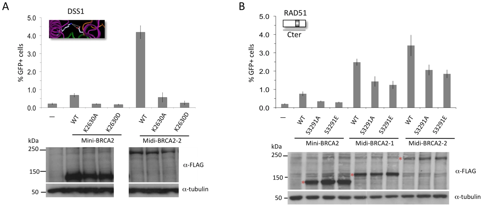 Interaction with PALB2 partially compensates for point mutations in the Cter that interfere with RAD51 binding, but cannot compensate for mutations that interfere with DSS1 binding.