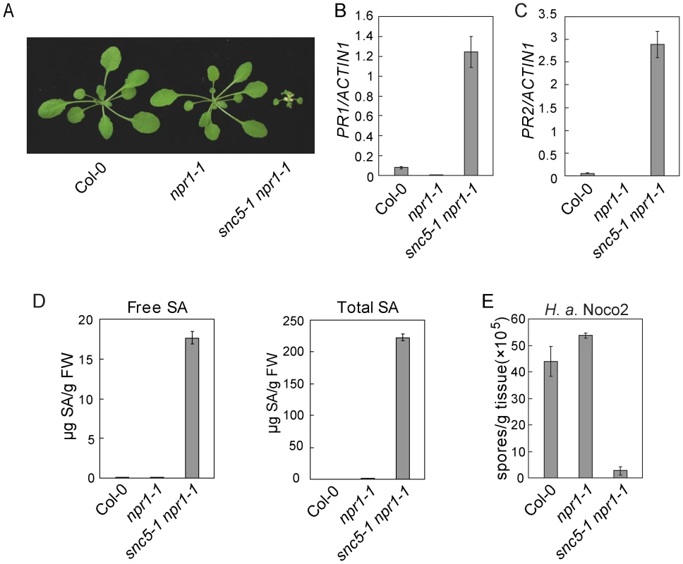 Defense responses are constitutively activated in <i>snc5-1 npr1-1</i>.