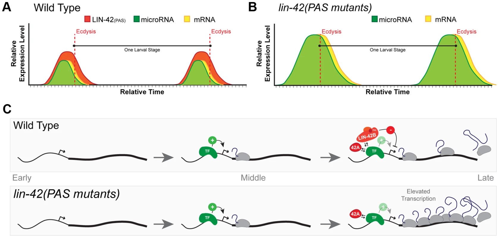 A model for <i>lin-42</i> function in regulating post-embryonic miRNA expression.