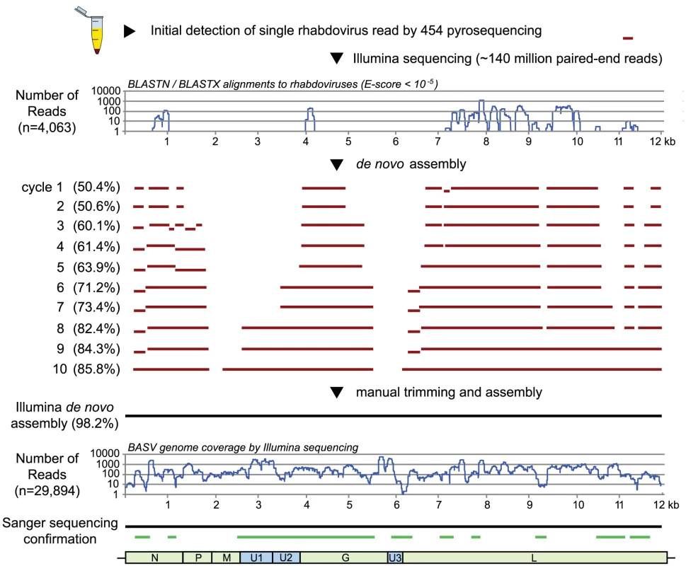 Deep sequencing and whole-genome <i>de novo</i> assembly of BASV.