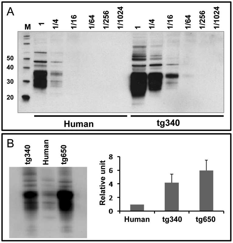 Brain PrP<sup>C</sup> expression in homozygous tg340 mouse line in comparison to both tg650 mice and human brain.