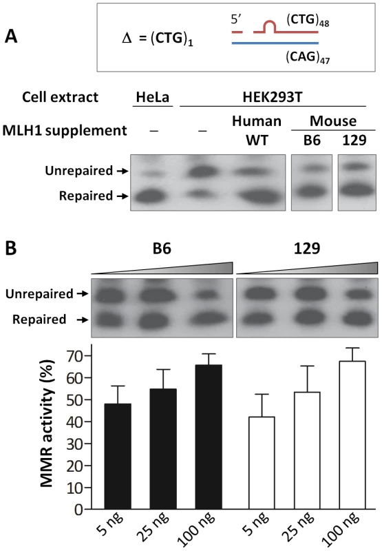 Repair of a single CTG slip-out in a cell-free MMR assay is MLH1 dose-dependent.