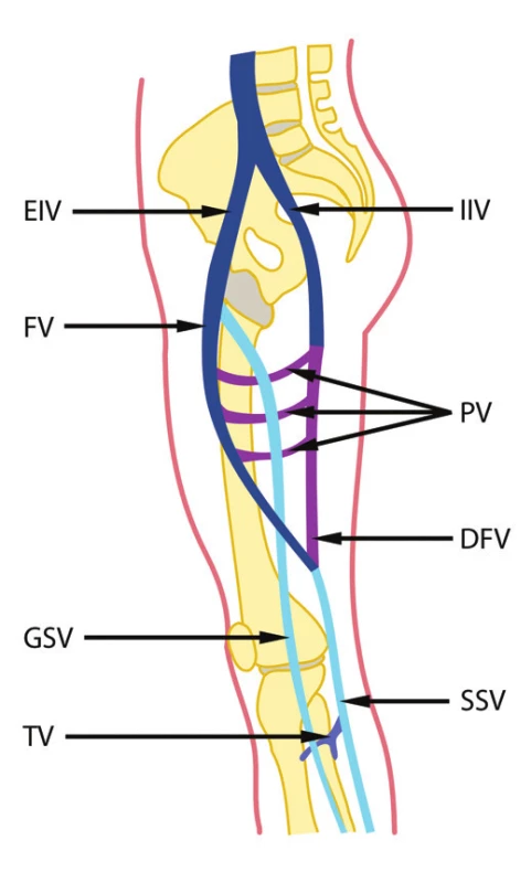 Vývoj žil dolní končetiny u člověka
EIV – v. iliaca externa, FV – v. femoralis, GSV – v. saphena magna, TV – vv. tibiales, IIV – v. iliaca interna, PV – vv. perforantes, DFV – v. femoralis dorsalis, SSV – v. saphena parva