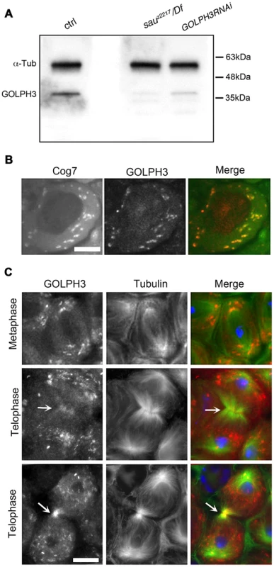 <i>Drosophila</i> GOLPH3 localizes to the cleavage furrow in dividing spermatocytes.