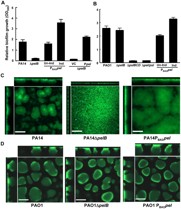 PA14Δ<i>pelB</i> is arrested in the monolayer stage of biofilm development.