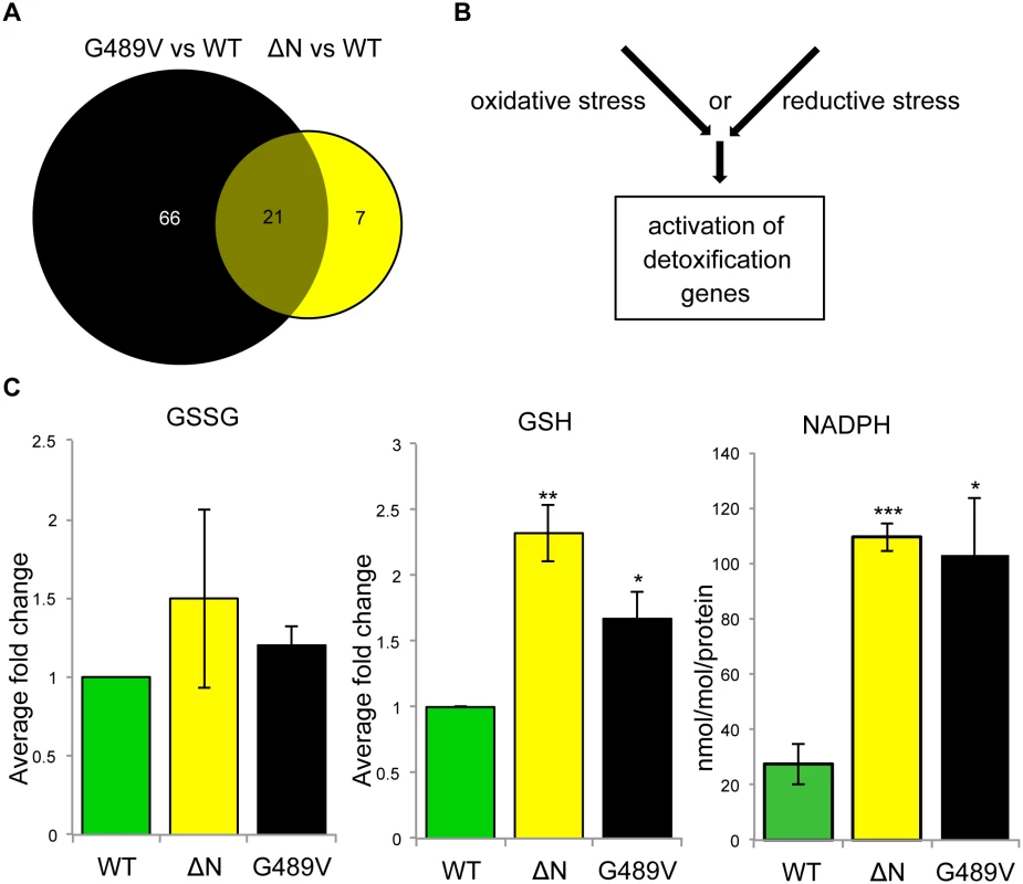 Mutant lamins cause changes in Drosophila muscle gene expression and reductive stress.