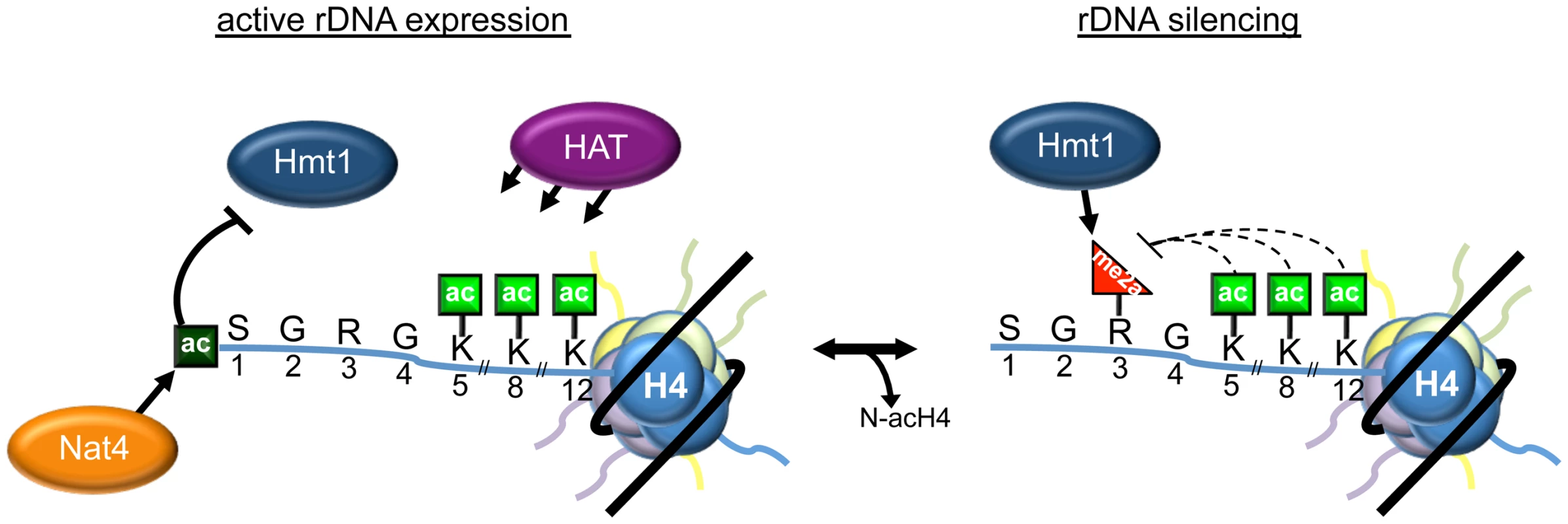 Model depicting the role of N-acH4 in rDNA silencing.