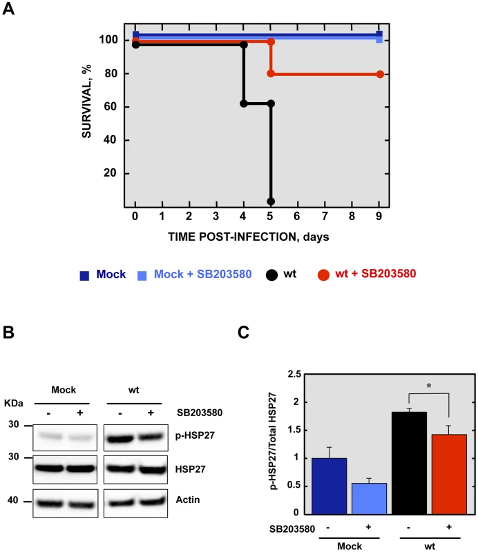 Effect of p38 MAPK inhibitor in rSARS-CoV-MA15-infected mice.