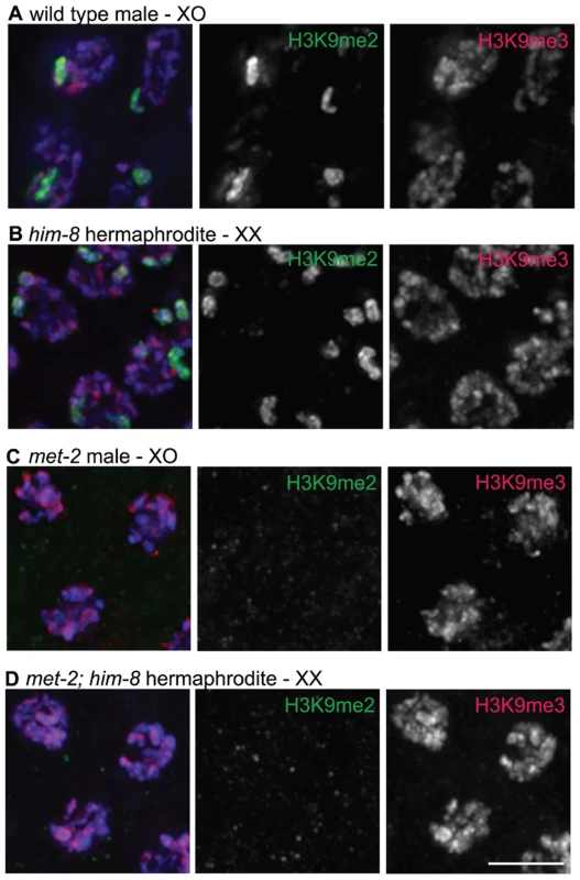 H3K9me2 and H3K9me3 localization in pachytene nuclei from XO males and <i>him-8</i> XX hermaphrodites.