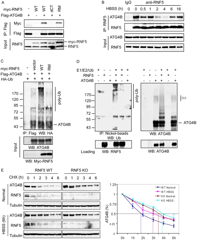 RNF5 interacts with ATG4B and mediates its ubiquitination and degradation.