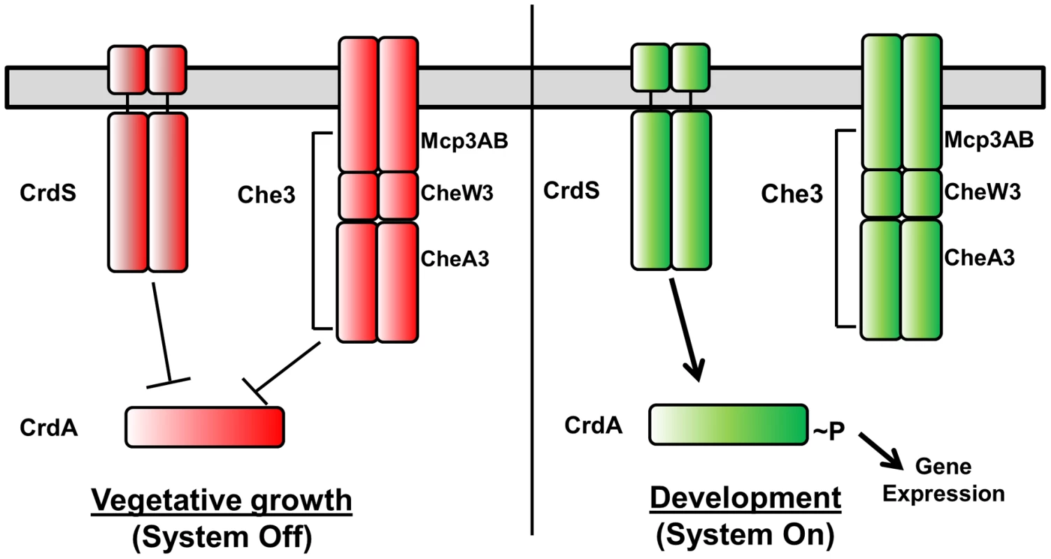 Model for Cross Regulation of CrdA by CrdS and the Che3 Chemosensory System.