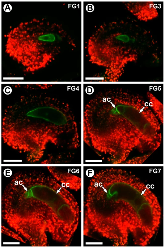 <i>CKI1</i> expression is restricted to the chalazal region during the FG5 transition.