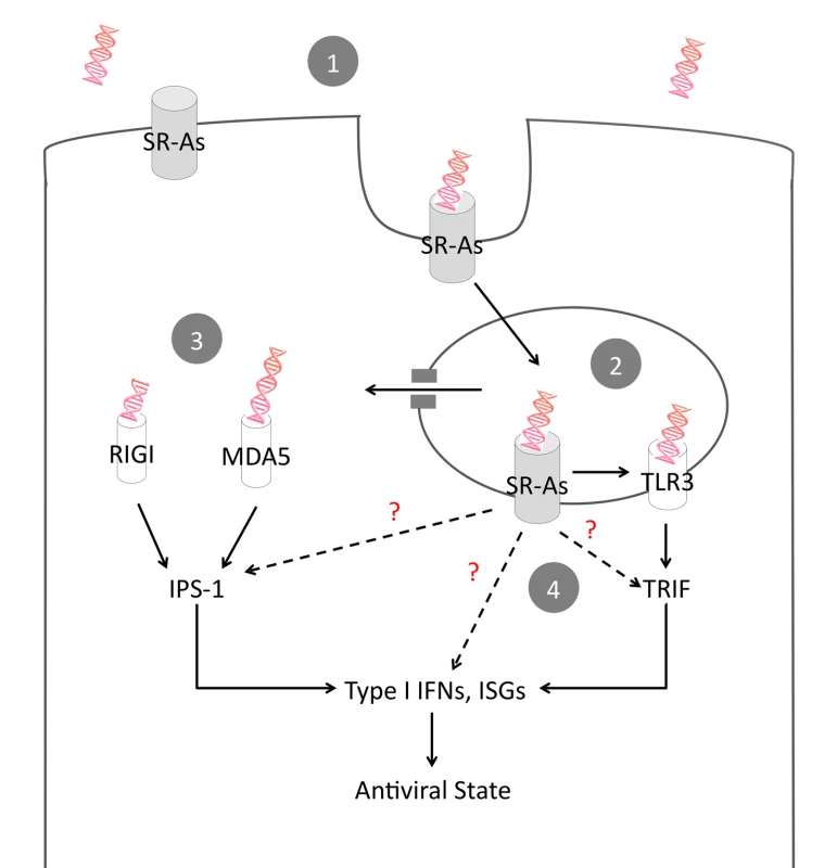 Proposed model of SR-A-mediated antiviral activity.