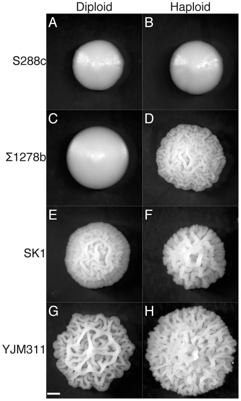 Ploidy affects colony morphotypes and strength of induction of the colony morphology response.