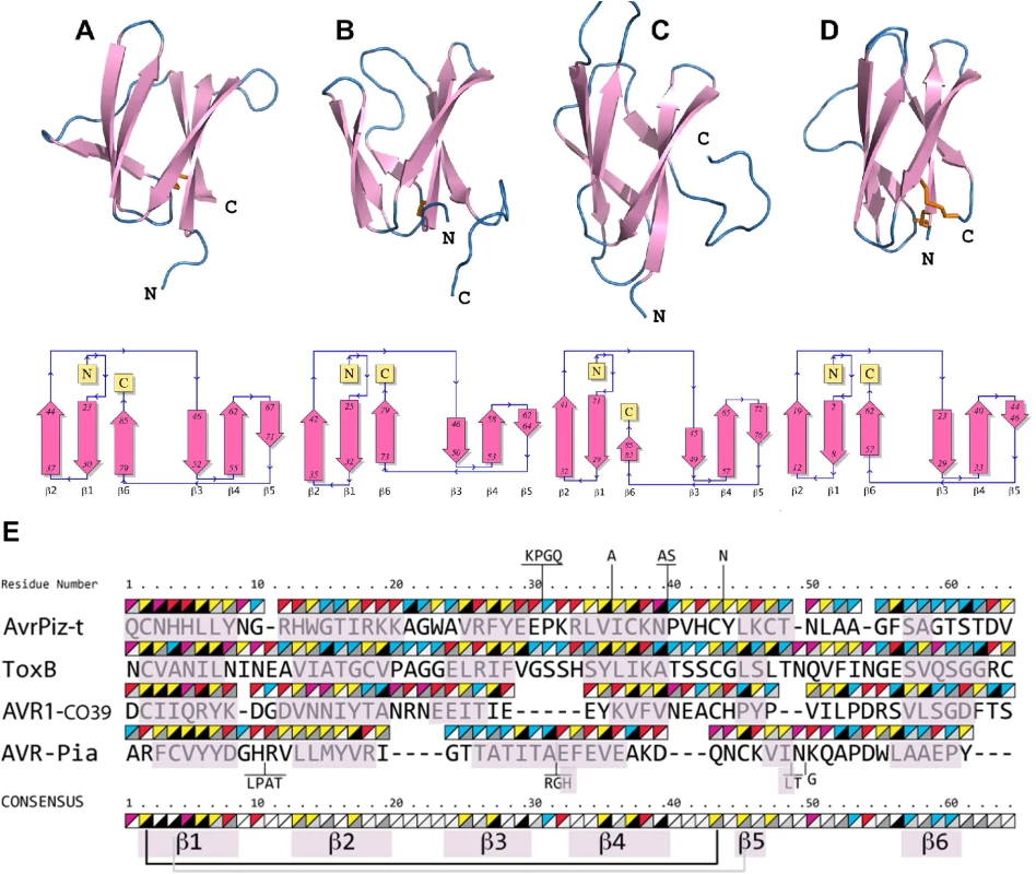 AVR-Pia, AVR1-CO39, AvrPiz-t and ToxB have similar 6 β-sandwich structures.