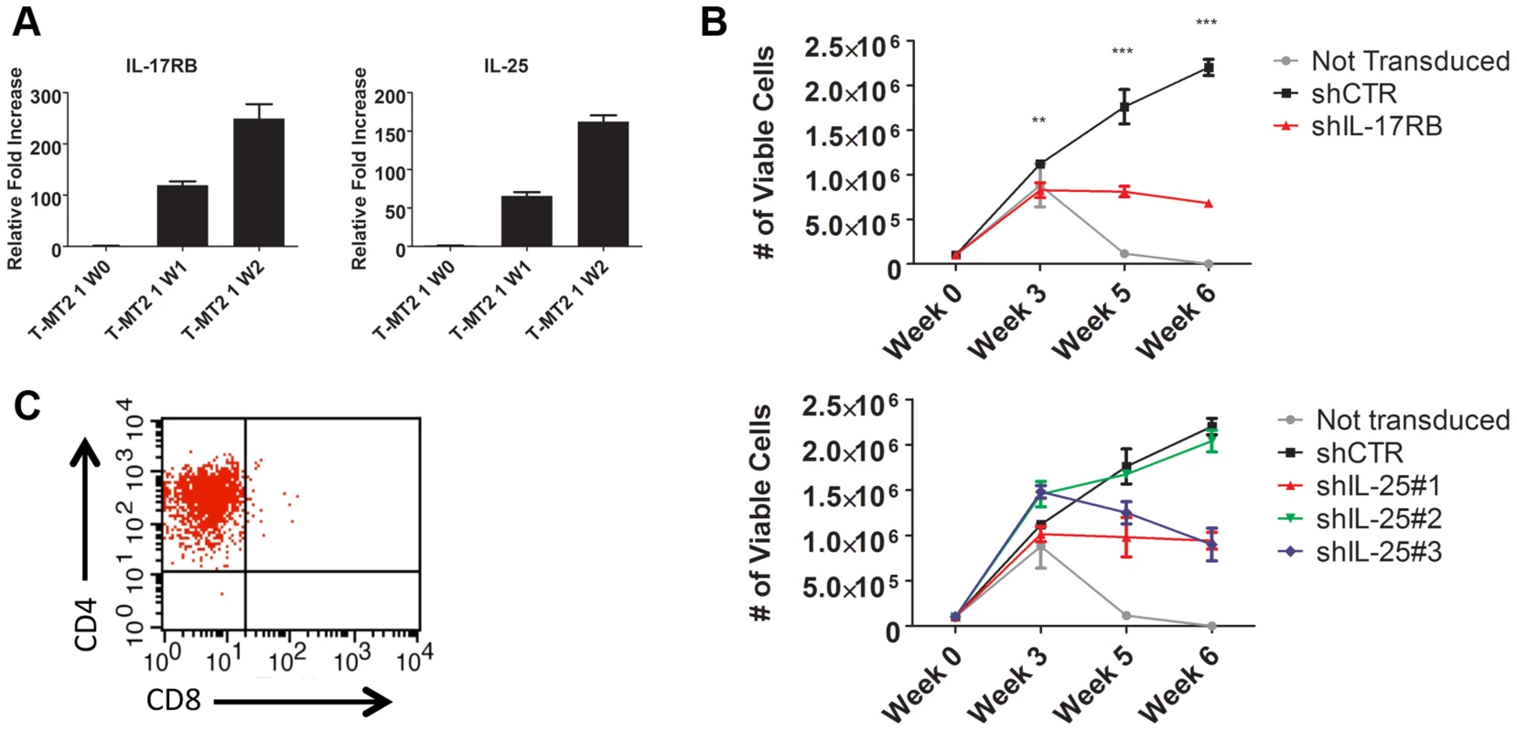 IL-17RB and IL-25 are essential for the HTLV-1-induced immortalization of T cells.