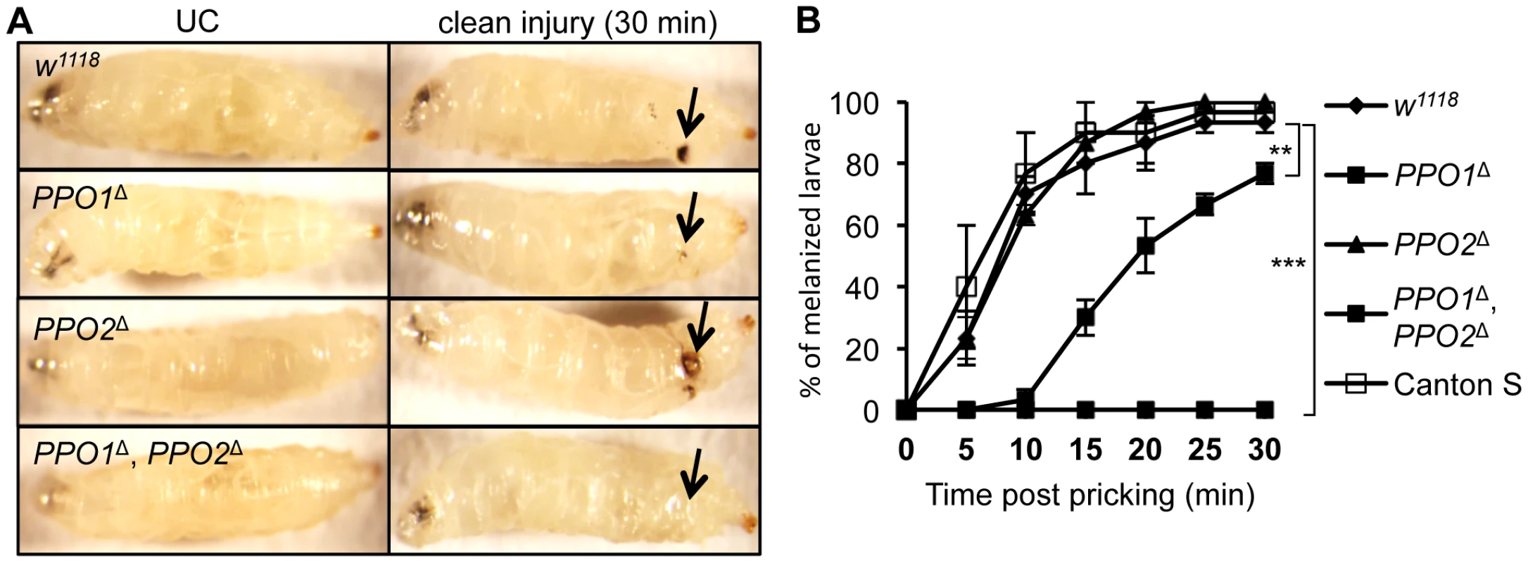 Both PPO1 and PPO2 contribute to injury related melanization in larvae.