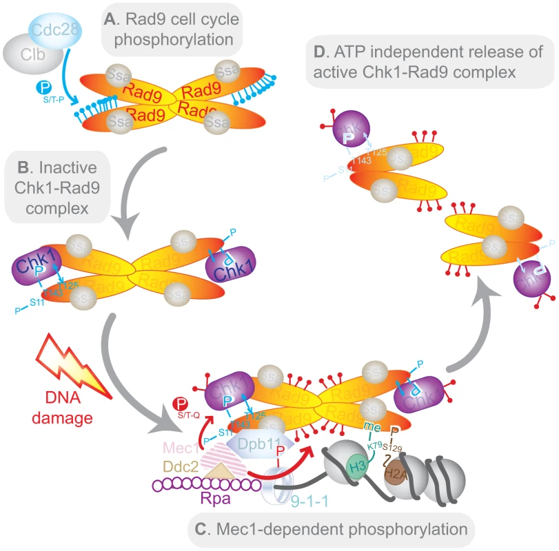 Model of Chk1 activation in response to DNA damage.