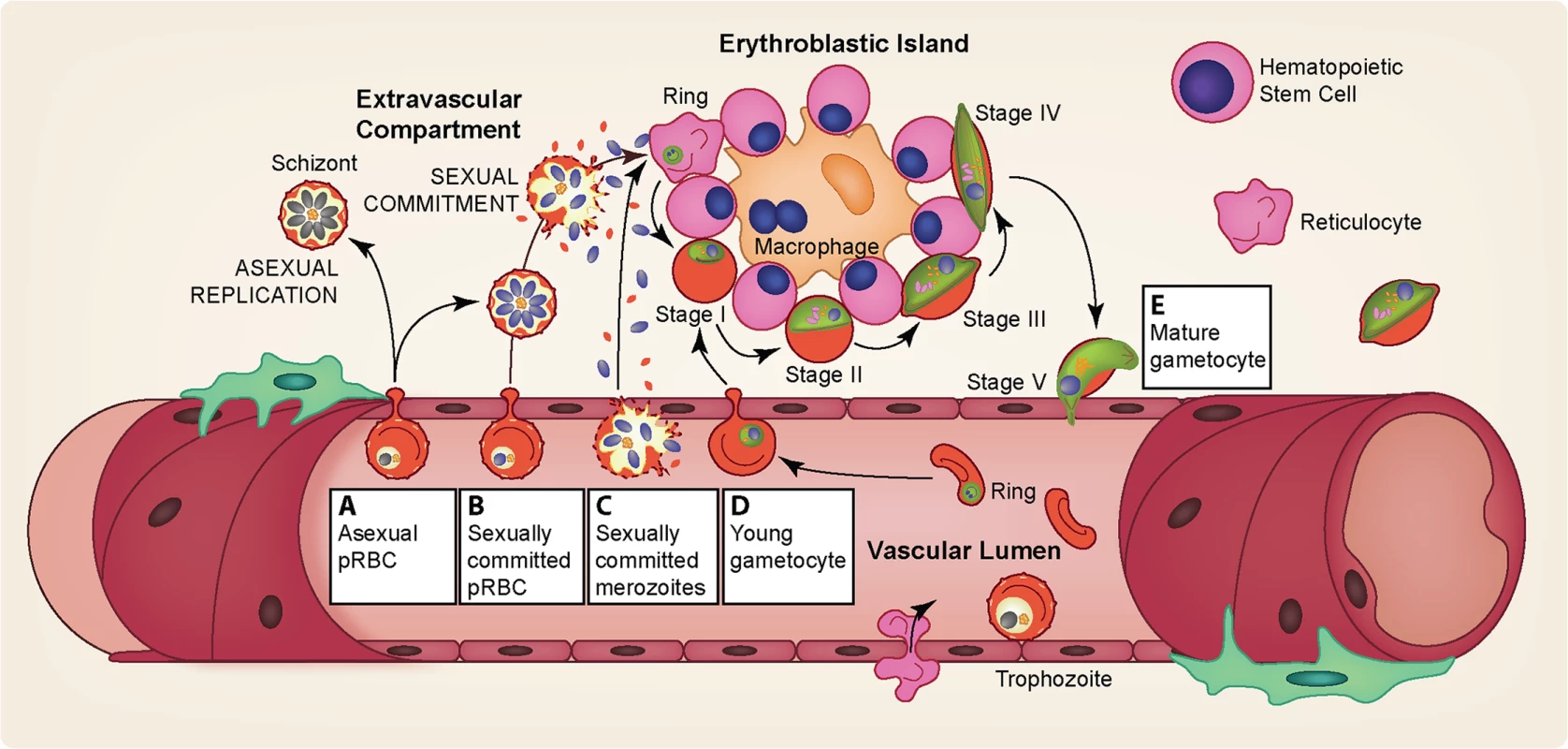 Gametocyte sequestration in the bone marrow.