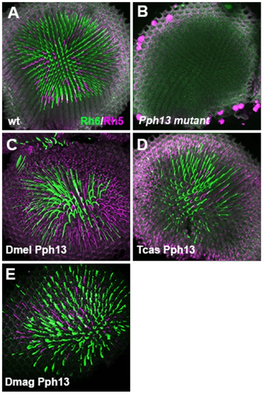 <i>In vivo</i> rescue of opsin expression in <i>Pph13</i> null mutant <i>Drosophila</i>.