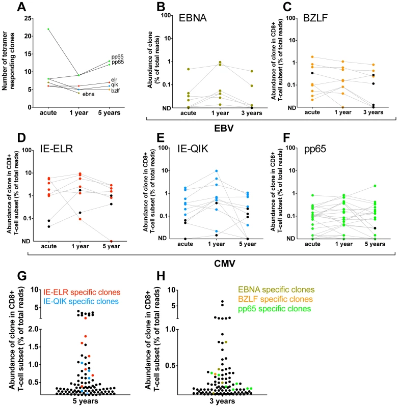 Quantification of clonal response in latent phase of response against hCMV and EBV.
