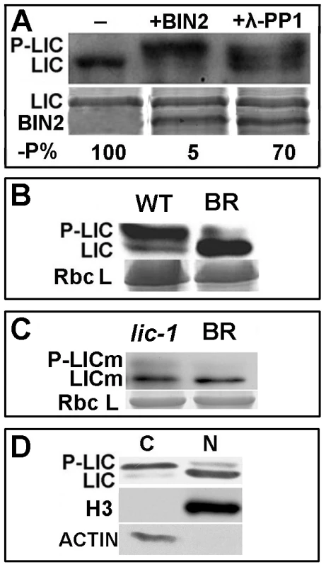 LIC is phosphorylated by BIN2/GSK1.